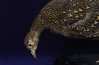 藍腹鷴藏品圖，第15張